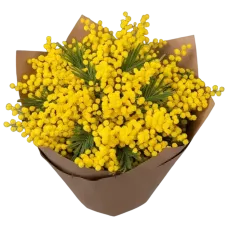 Мімоза